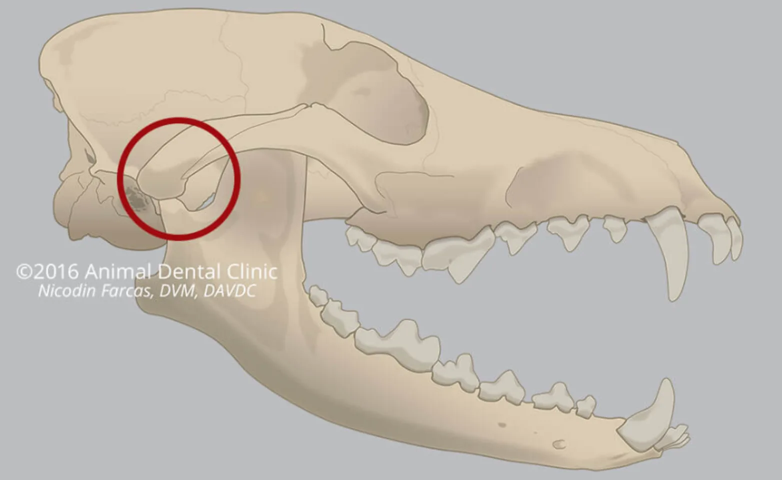 Diagram of an animal jaw 